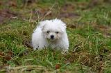 BICHON MALTAIS 147